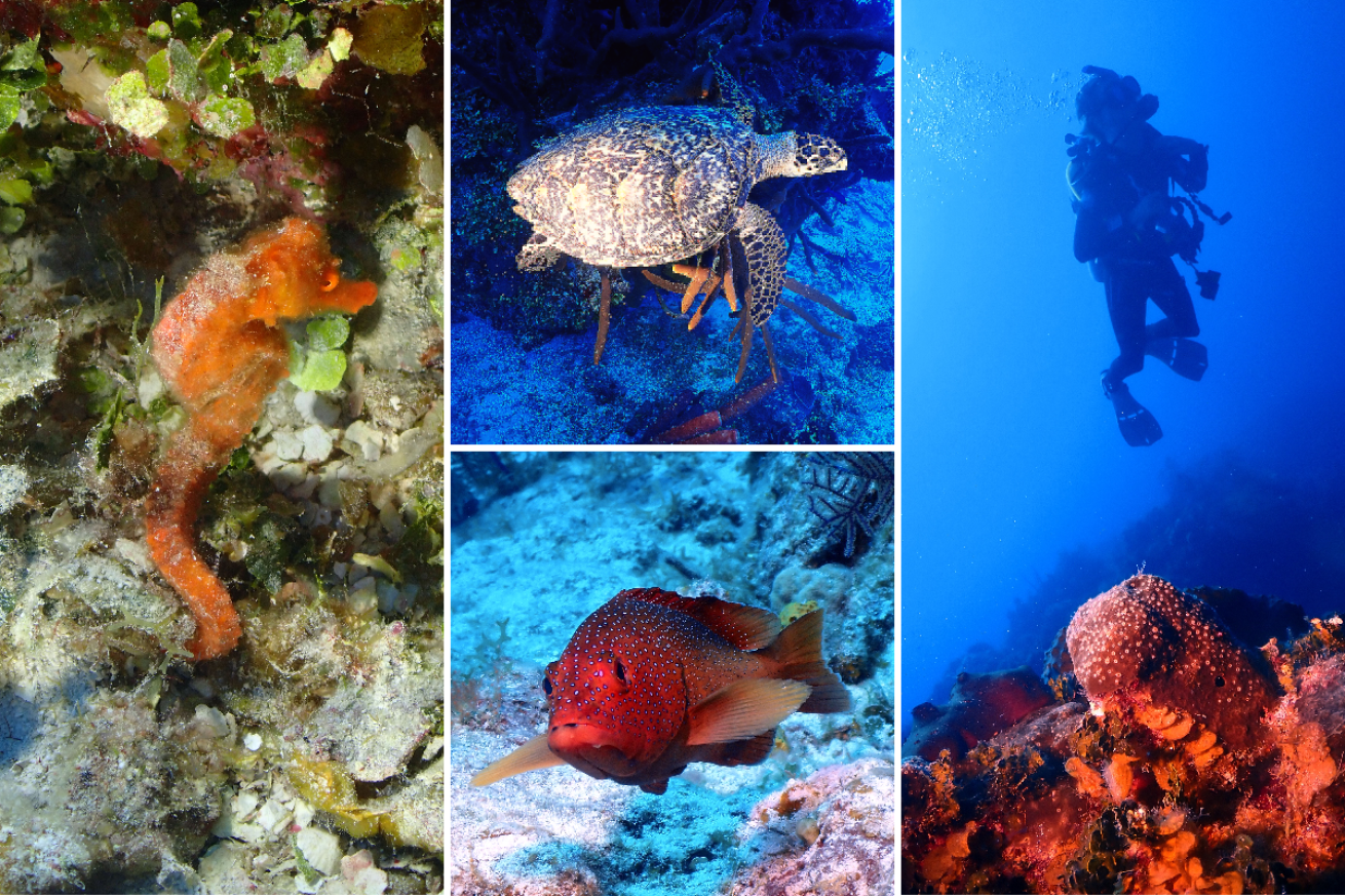 Underwater marine life of the Turks and Caicos