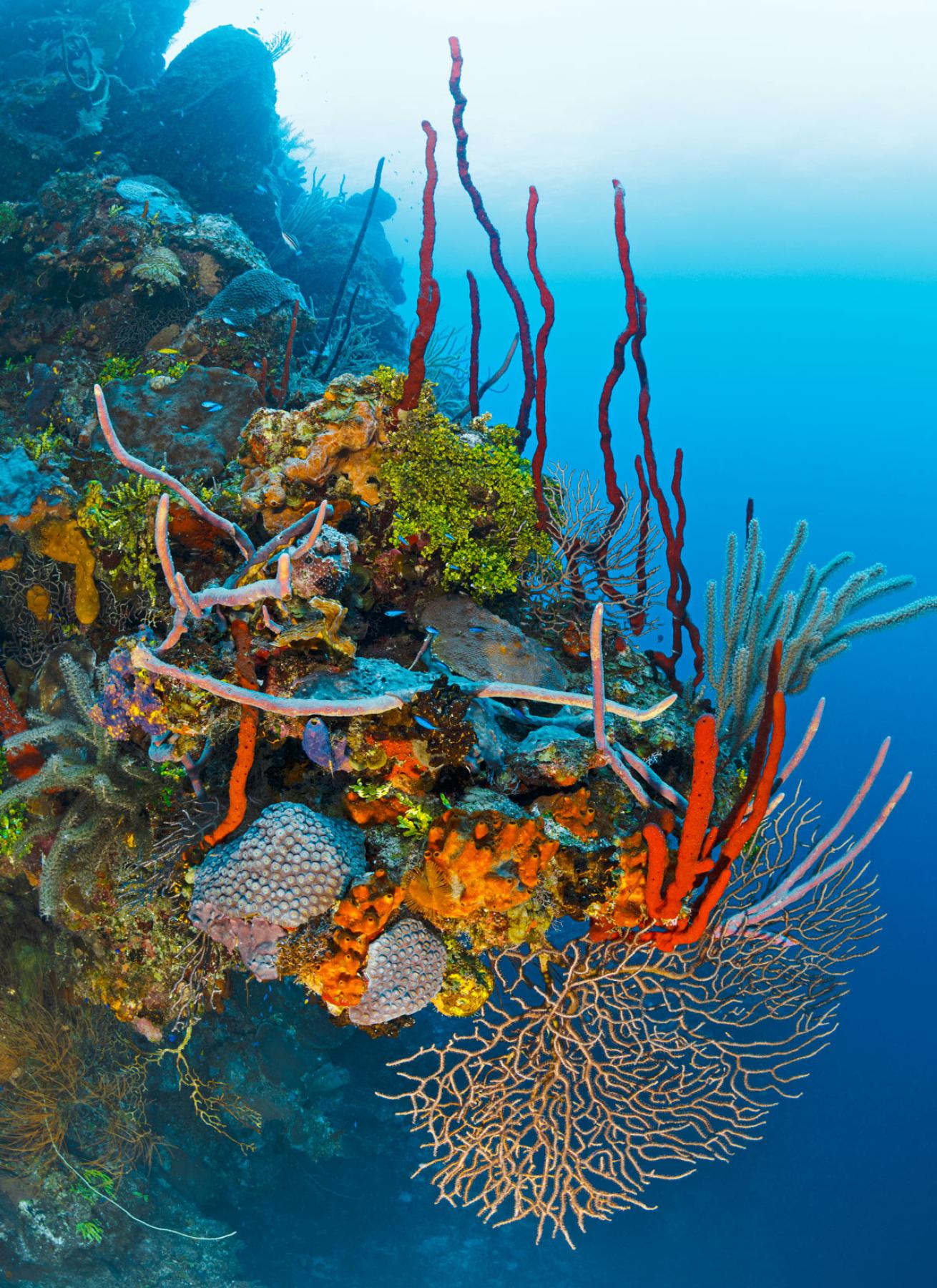 cayman islands wall