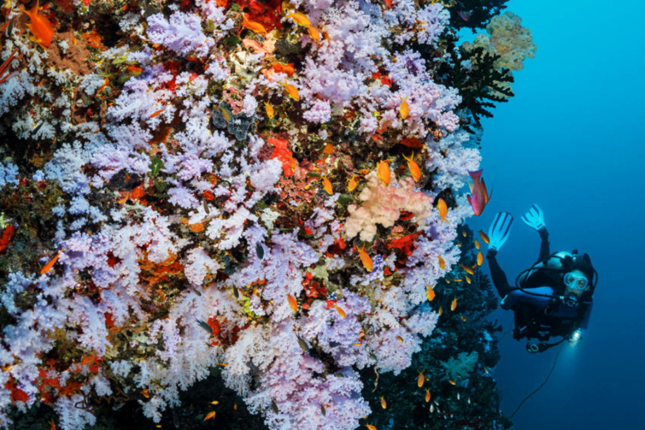 A diver wall diving in Fiji