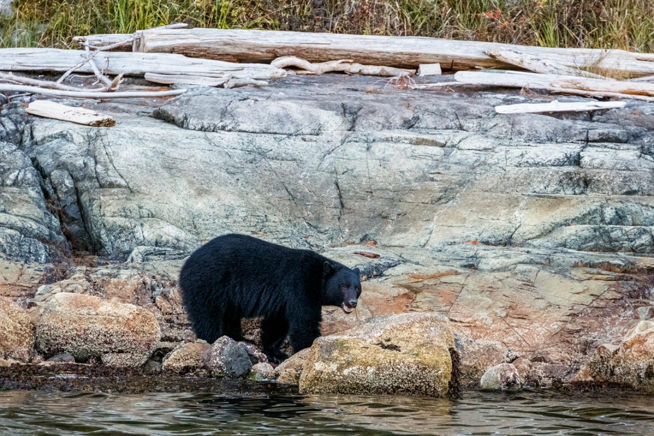 a black bear forages for crabs in the intertidal near the Rendezvous lodge