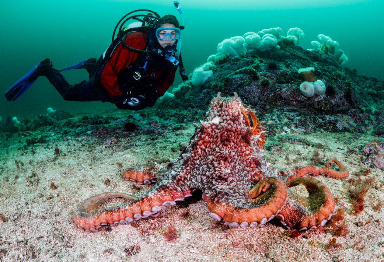 Diver with Giant Pacific Octopus in Vancouver, Canada