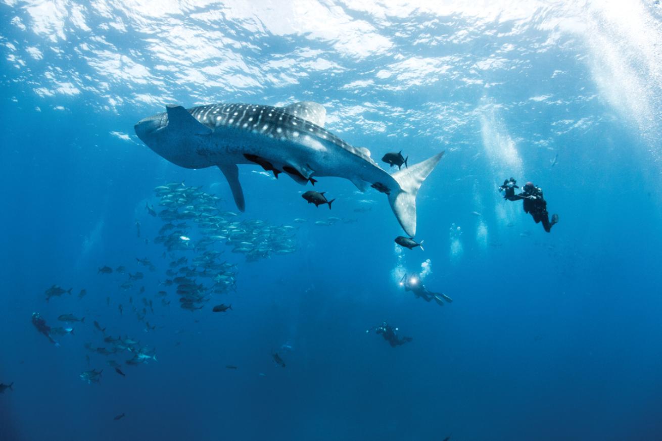 whale shark divers