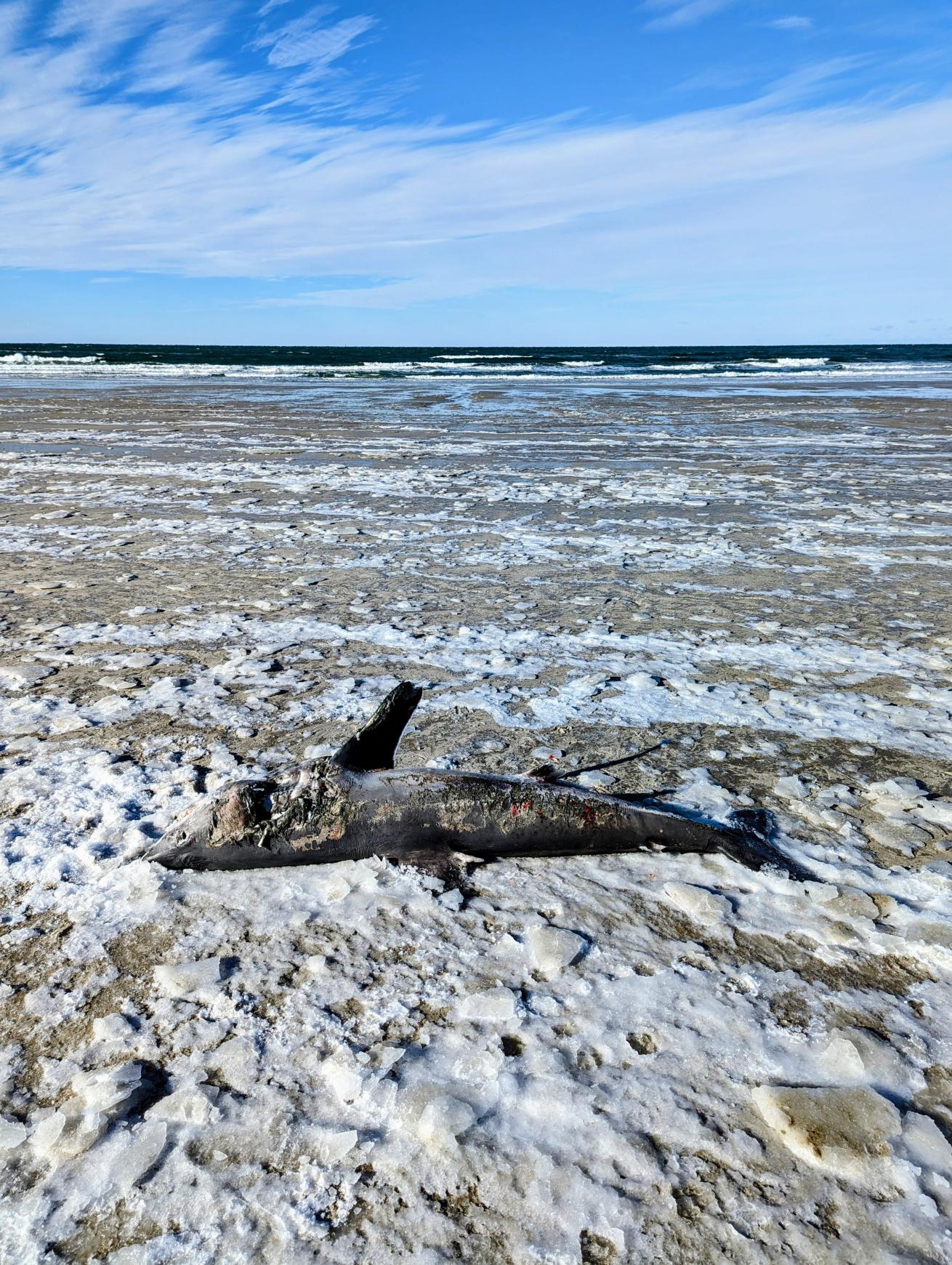 Shark stranded