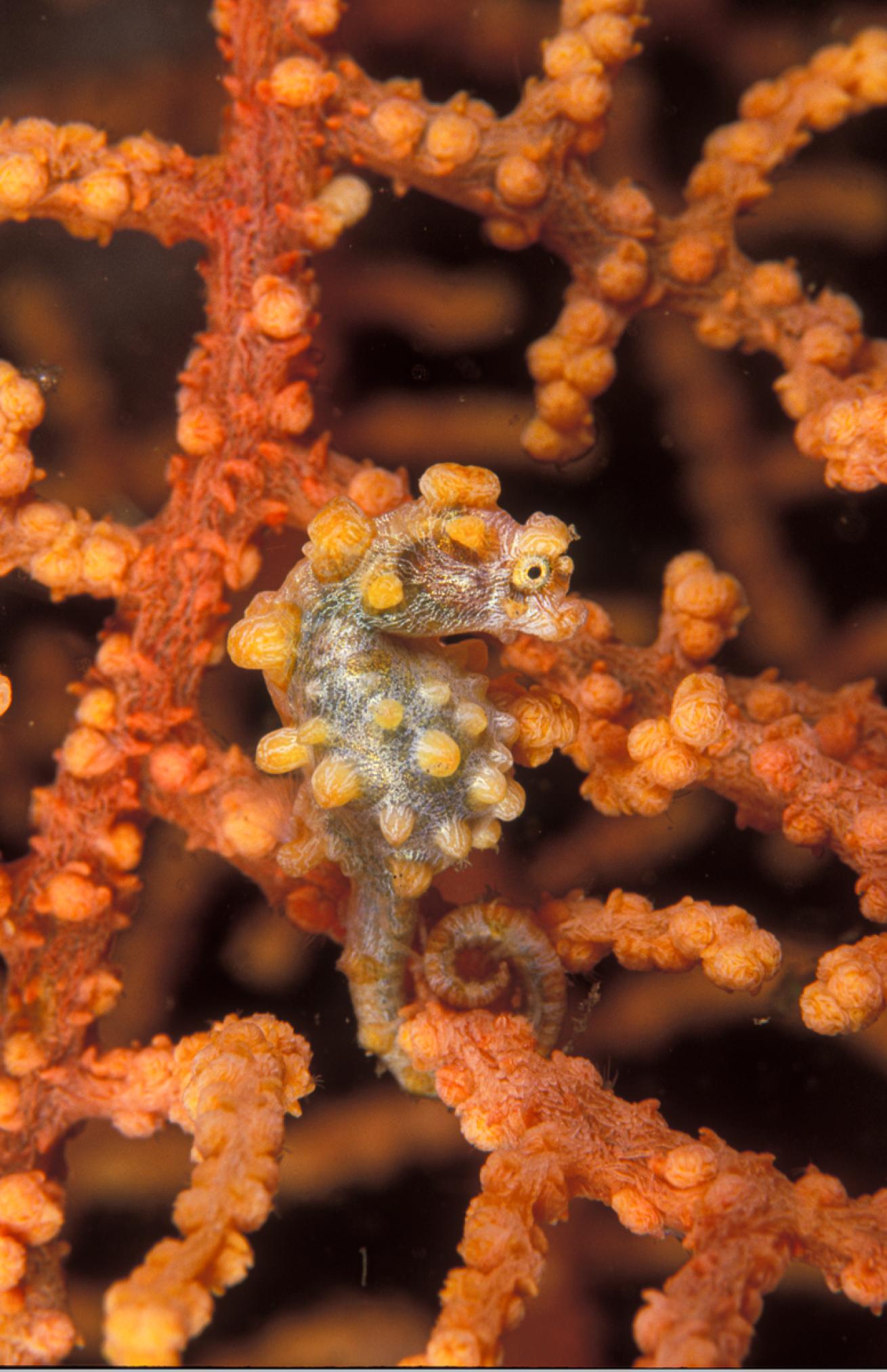 orange pygmy seahorse