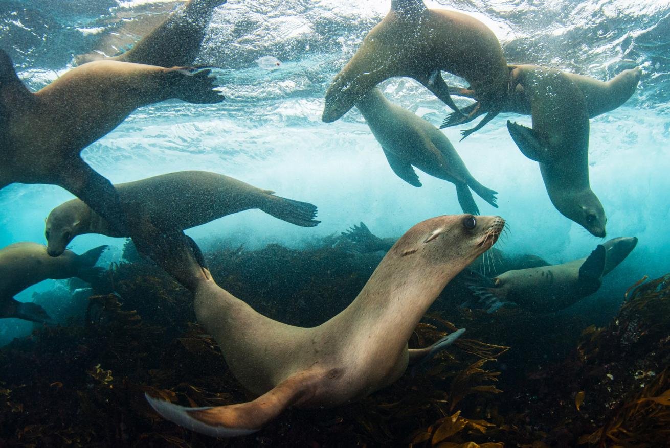 Hordes of sea lions