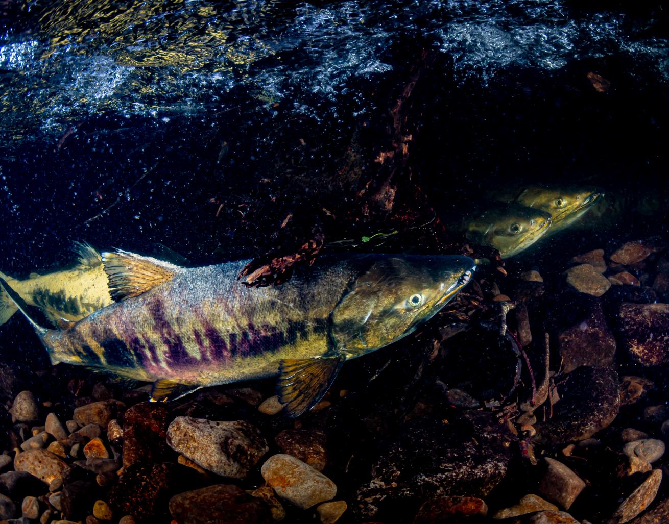 Chum salmon are popular in freshwater photography.