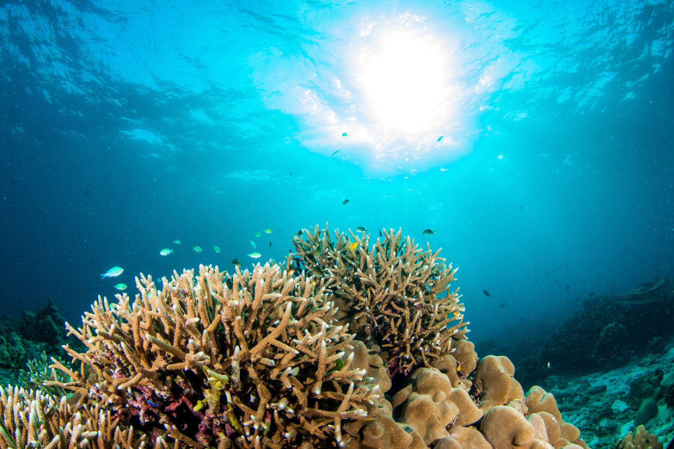 Coral reef in Thailand