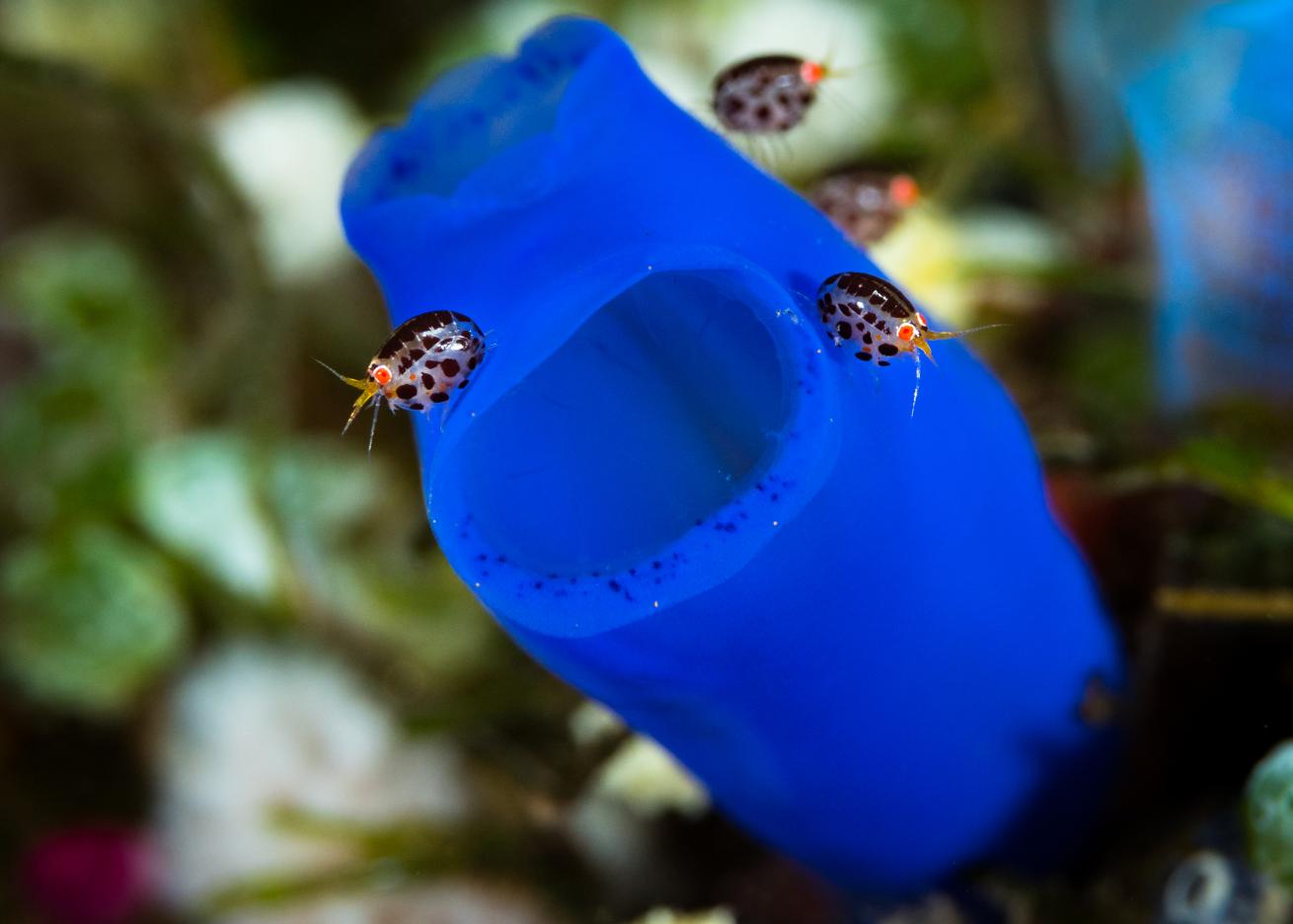 A host of tiny ladybug amphipods in Bali, Indonesia