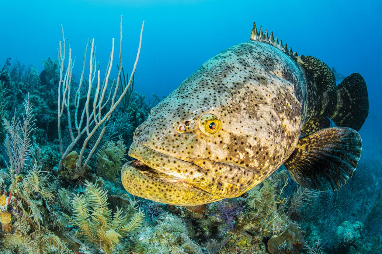 A Goliath Grouper Swims Over a Reef