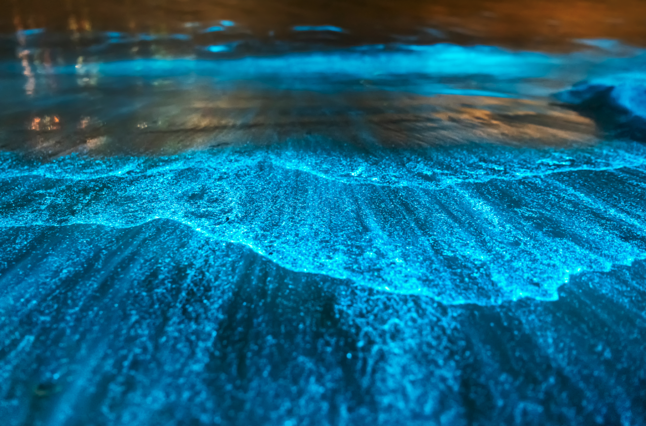 Bioluminescene at night in Jervis Bay, Australia