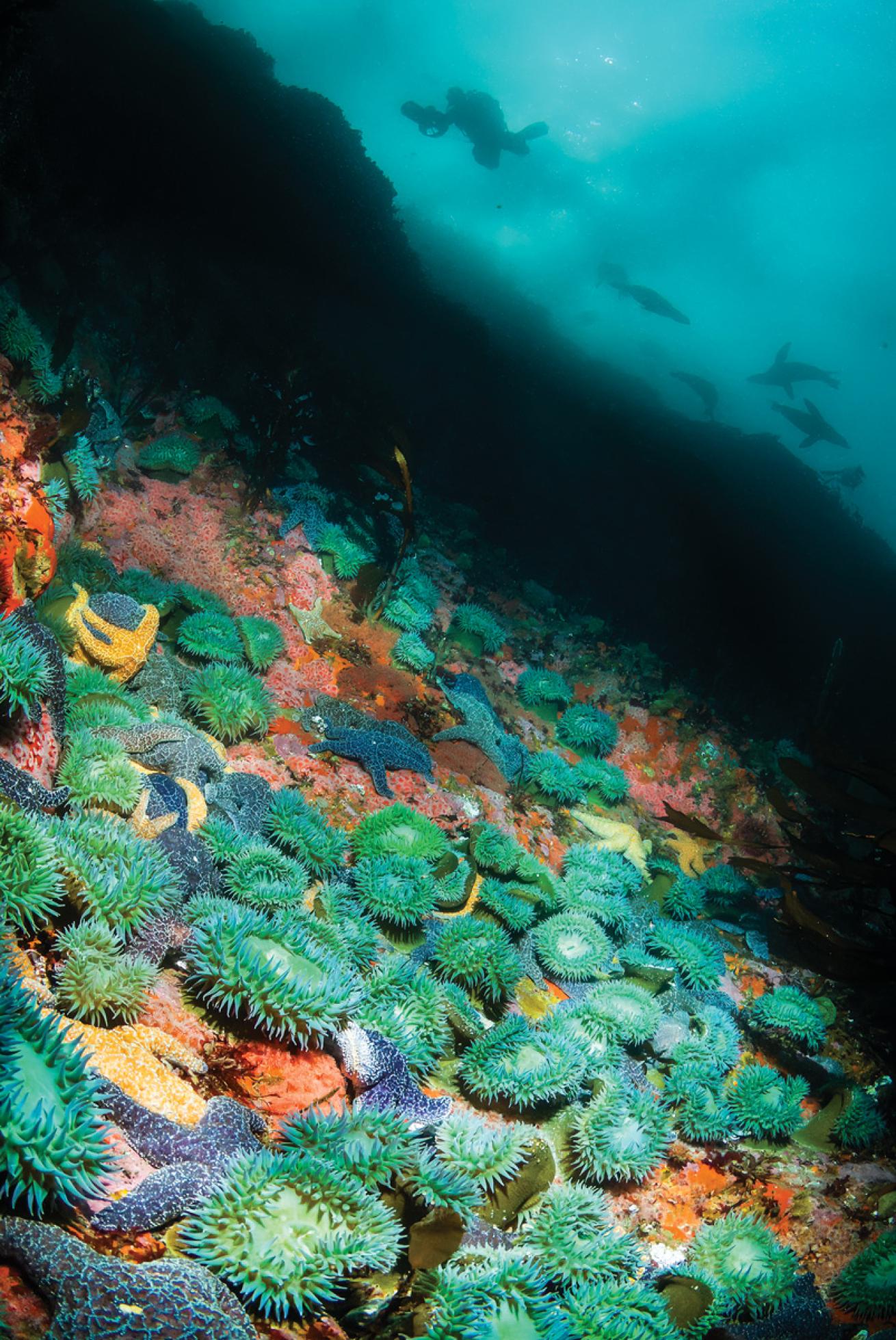 Underwater seamount covered in invertebrates with sea lions swimming above