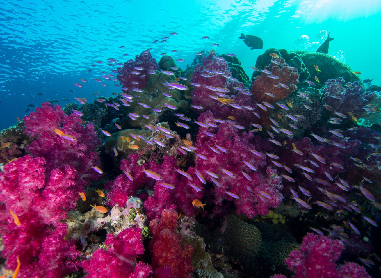 Fiji is commonly known for its clear waters and vibrant marine life