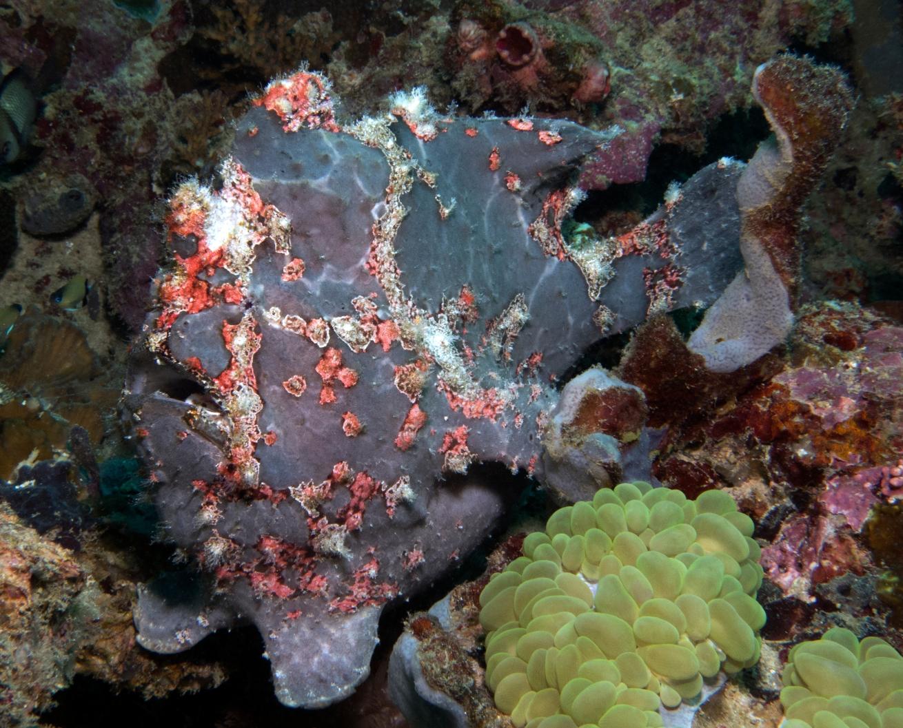 A painted frogfish in Boracay Island, Philippines.