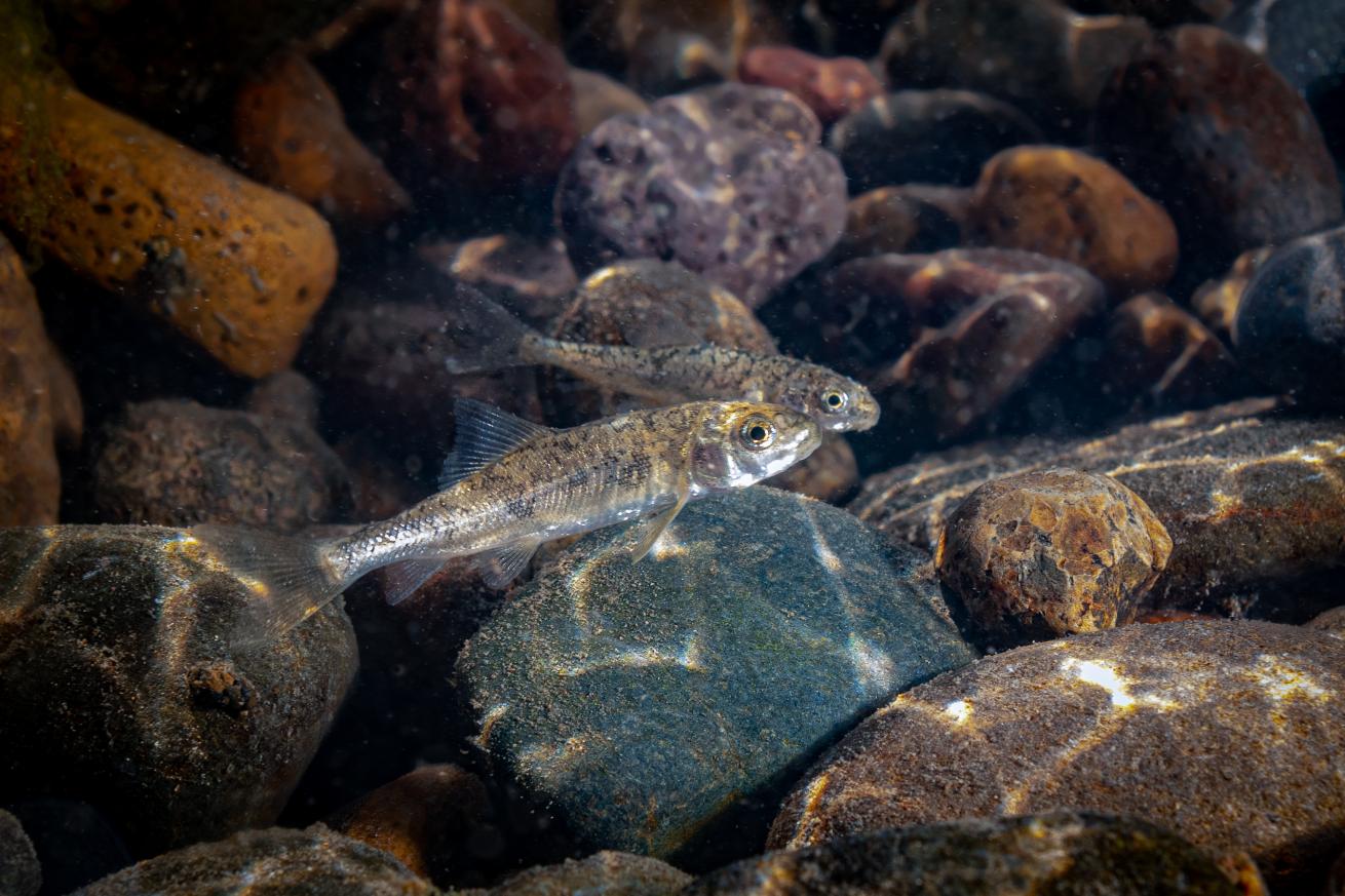 Two largescale sucker juveniles for river photography