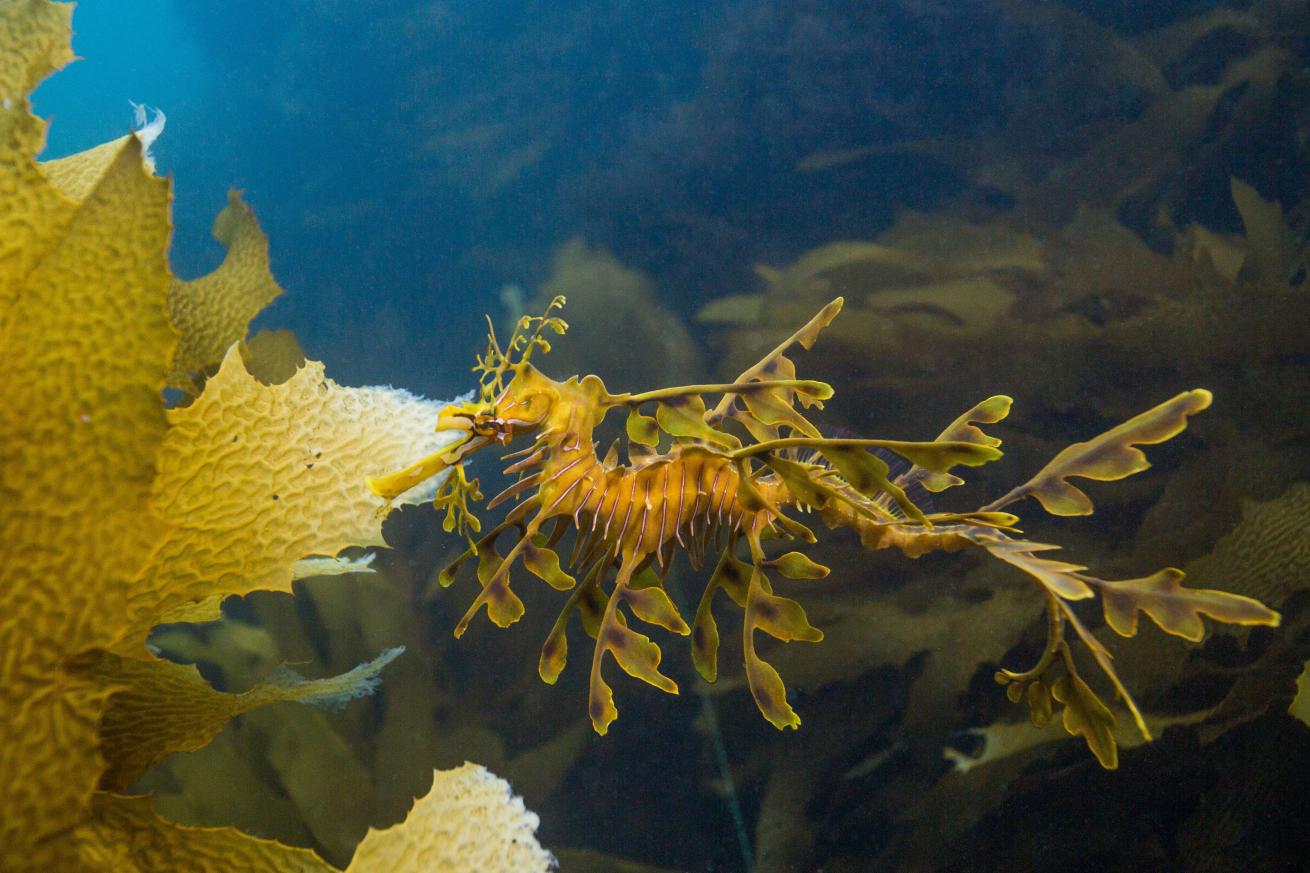 A golden leafy sea dragon in Australia.