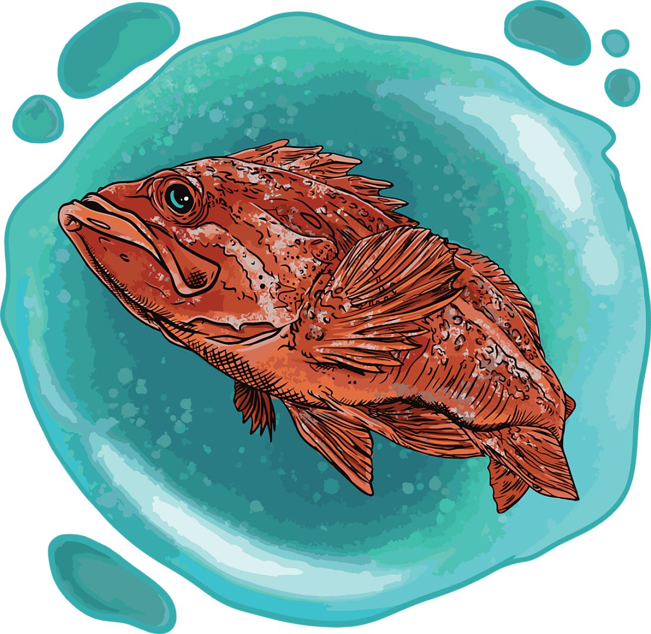 March Rockfish