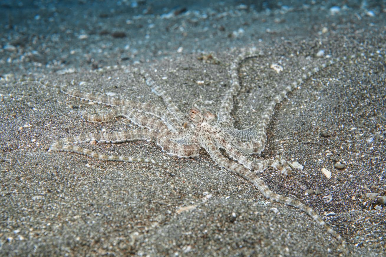 mimic octopus in Lembeh Strait, Indonesia.
