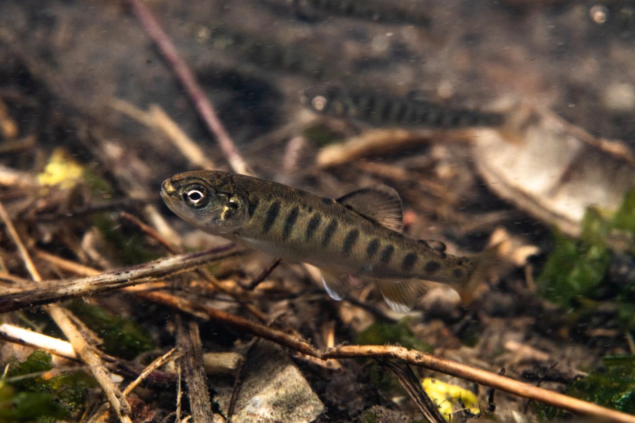 the little ones are redband trout fry