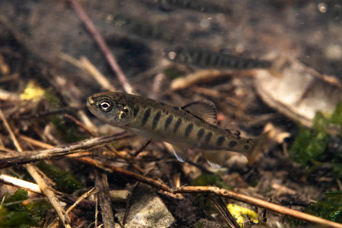  the little ones are redband trout fry