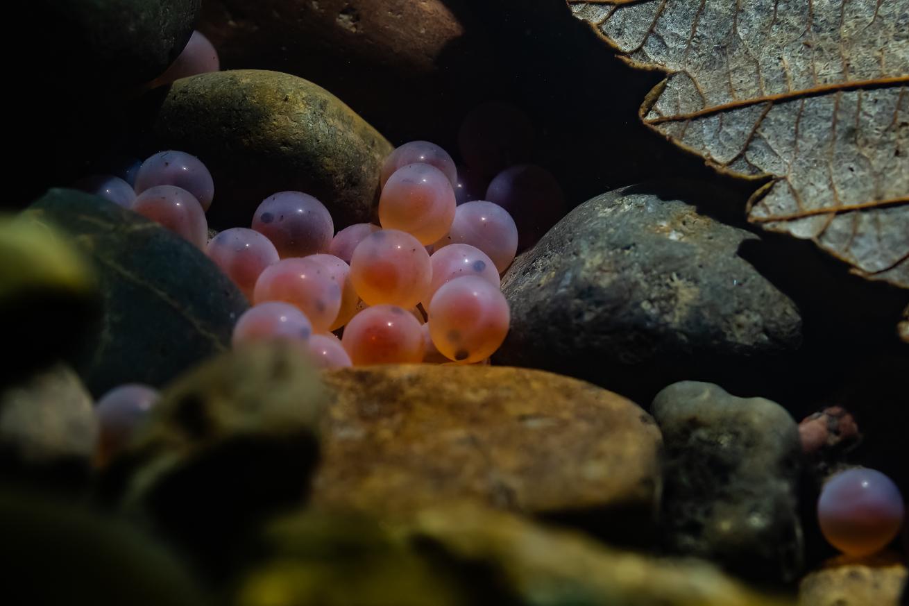 Trout eggs among rocks in the river.