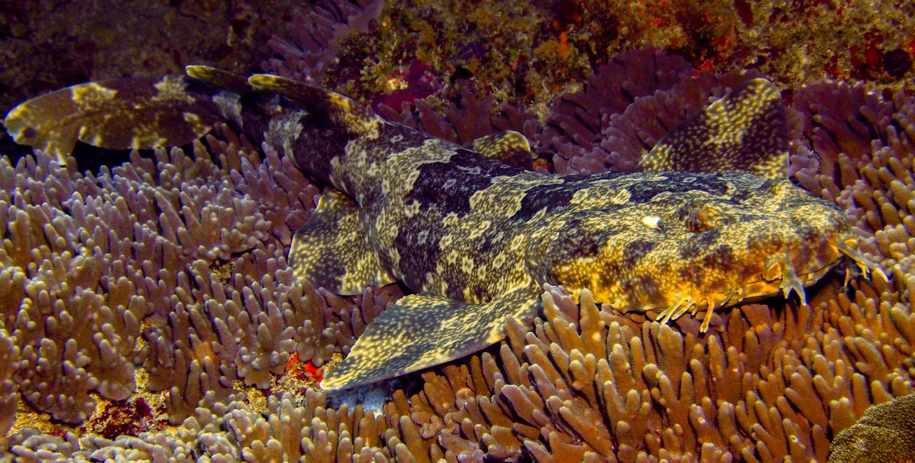 A wobbegong shark is a the top of our list