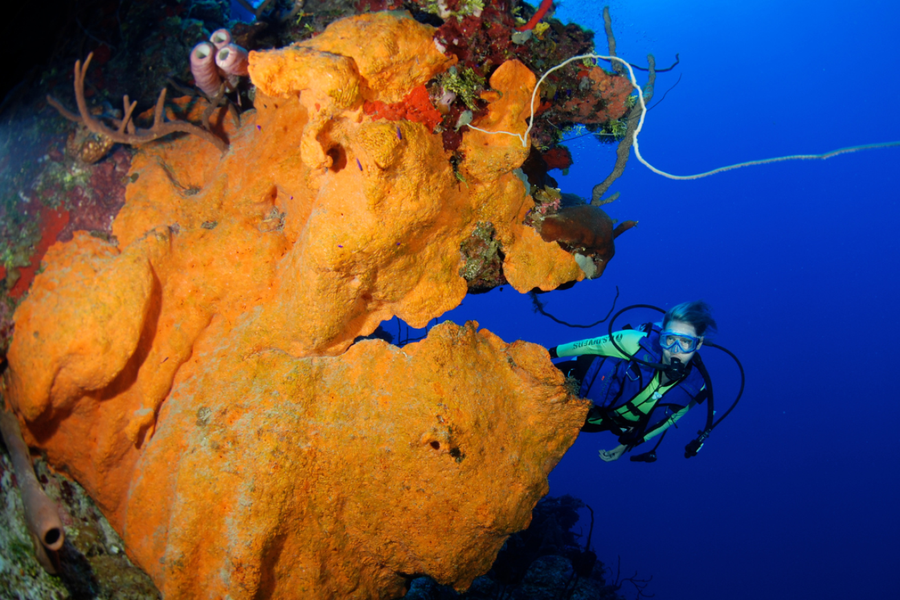 Looking at a diver through an artificial reef