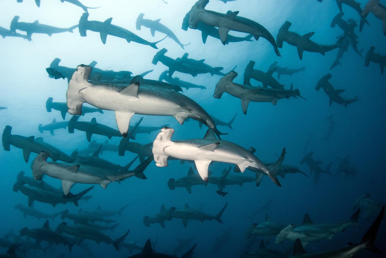 Hammerhead sharks