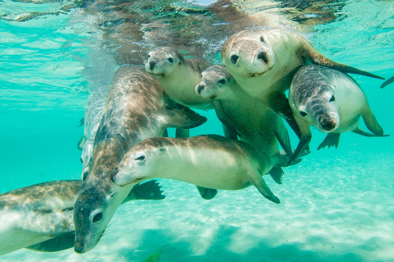 Australian sea lions