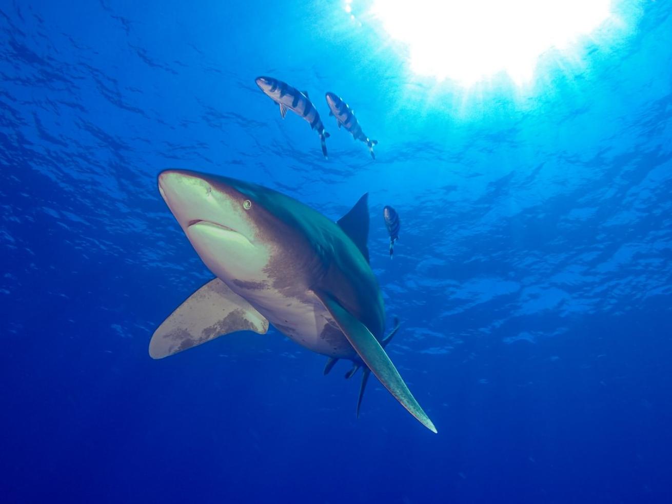 An oceanic white tip reef shark