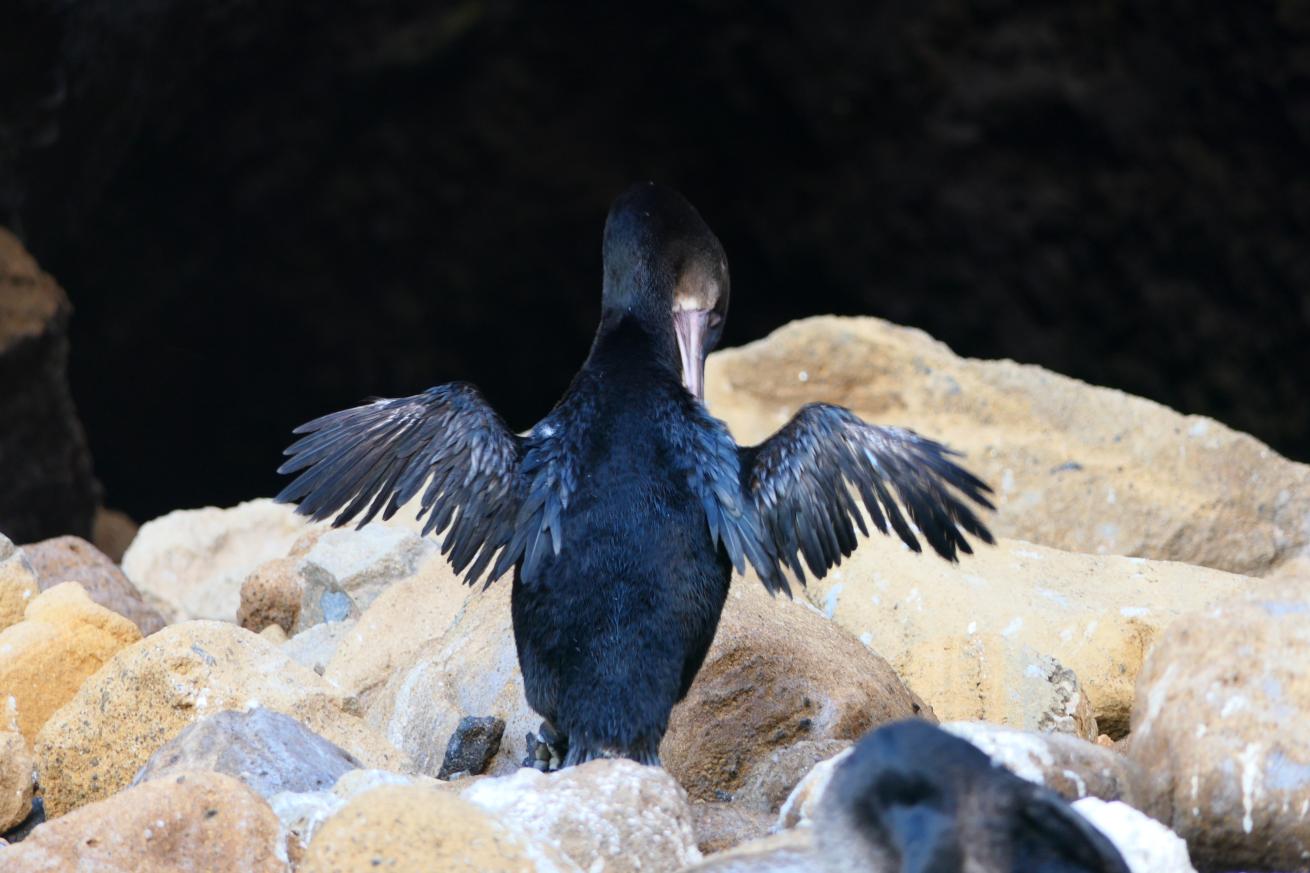 The heaviest cormorant species is the Galapagos flightless cormorant and the one out of the 29 that cannot fly.