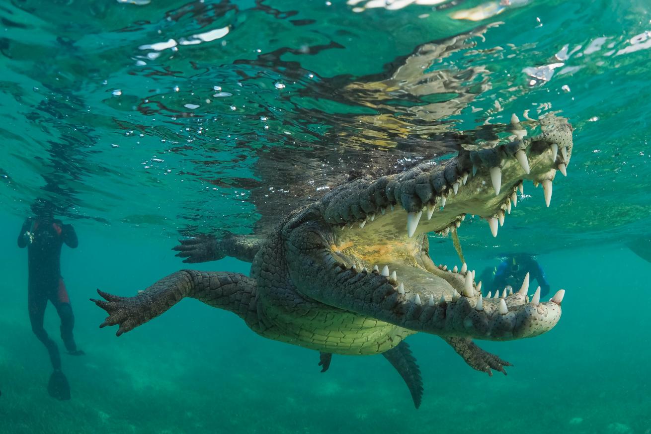 Saltwater crocodiles are a popular for underwater photographers in cuba