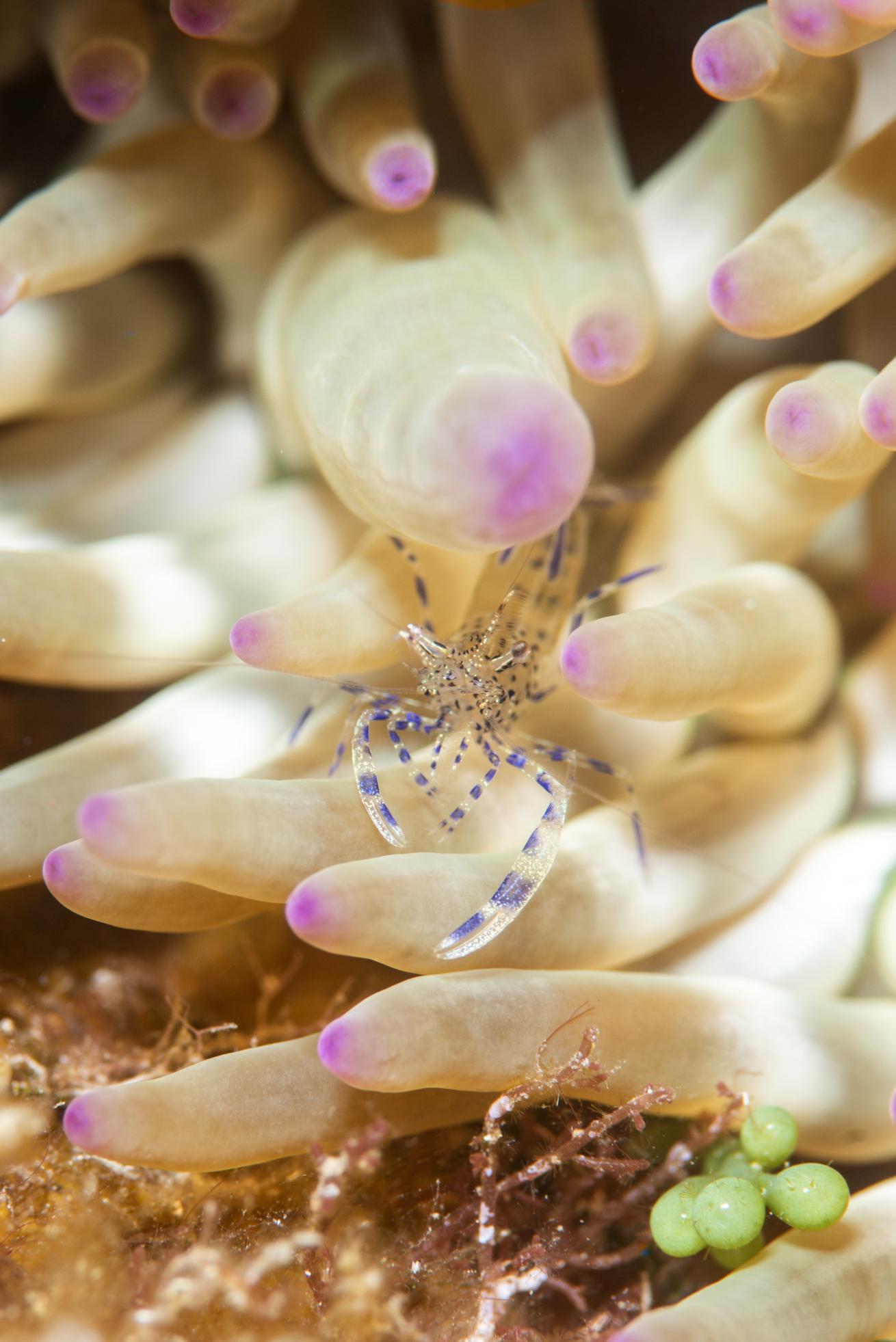 Anemone shrimp.