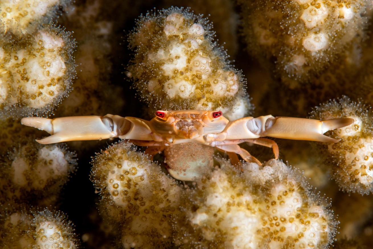 female coral crab