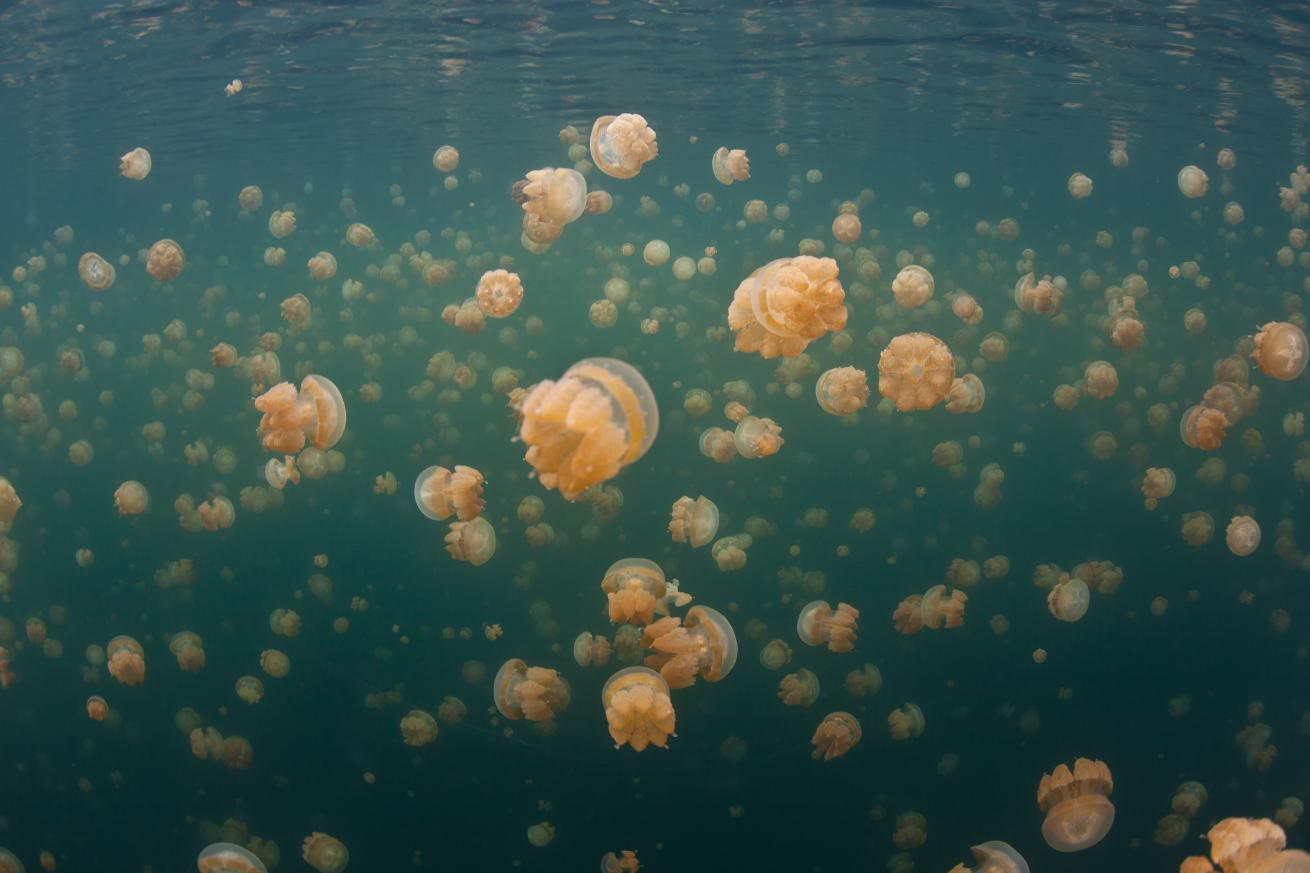  In Indonesia isolated marine lake Raja Ampat, there is an unusual collection of golden jellyfish exists.