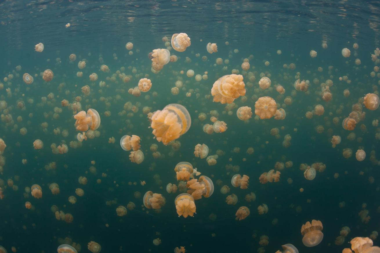 In Indonesia isolated marine lake Raja Ampat, there is an unusual collection of golden jellyfish exists.