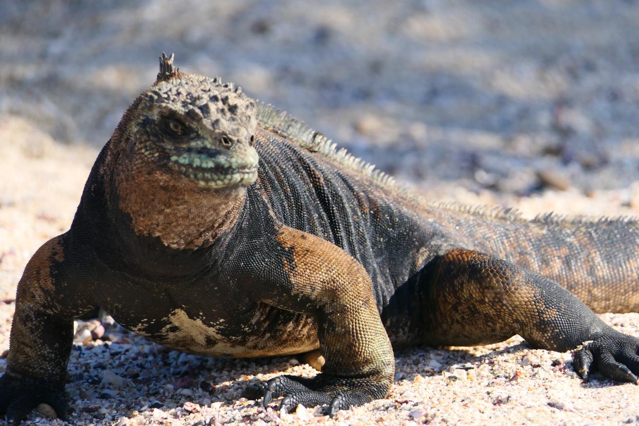 The only sea-faring lizard in the world are Marine iguanas.