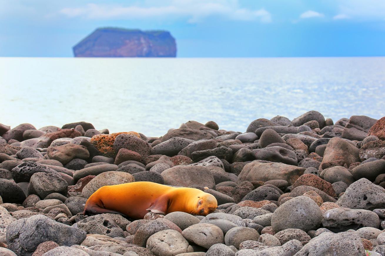 In Galapagos National Park, Galapagos sea lion on the rocky shore of North Seymour Island, Ecuador.
