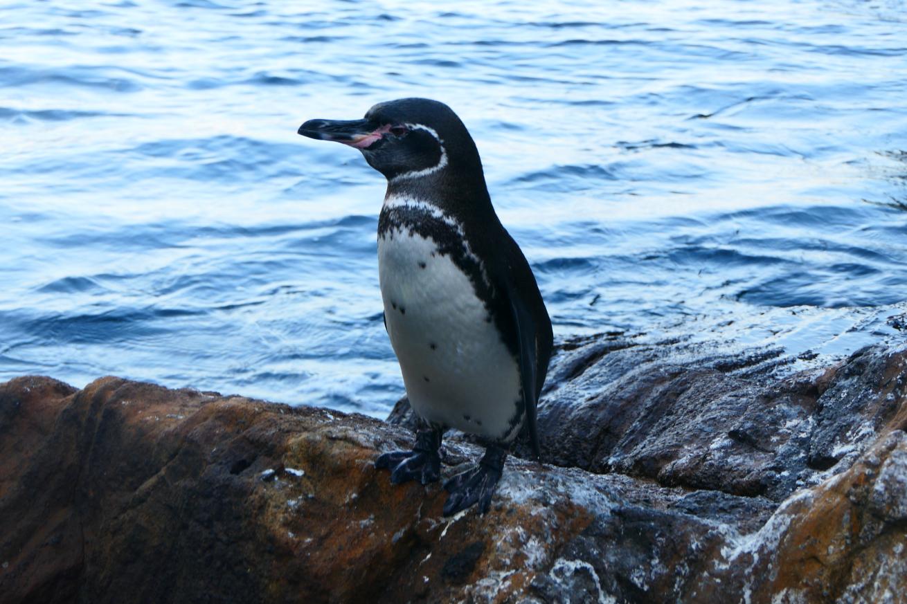 The only penguin found north of the equator is the Galapagos penguin