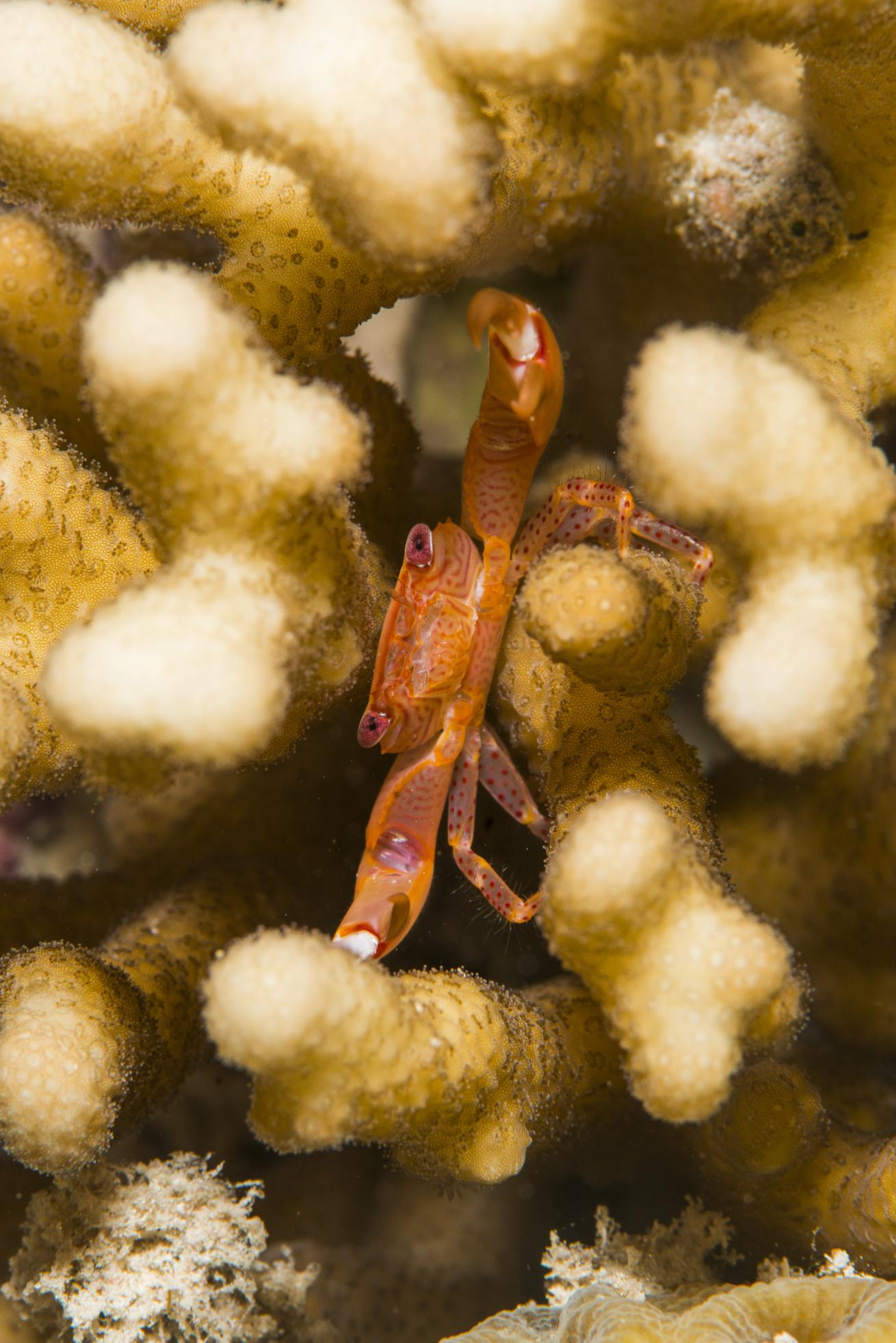 Coral crabs