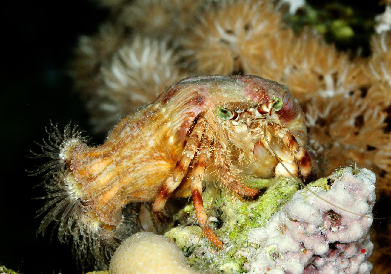 hermit crab