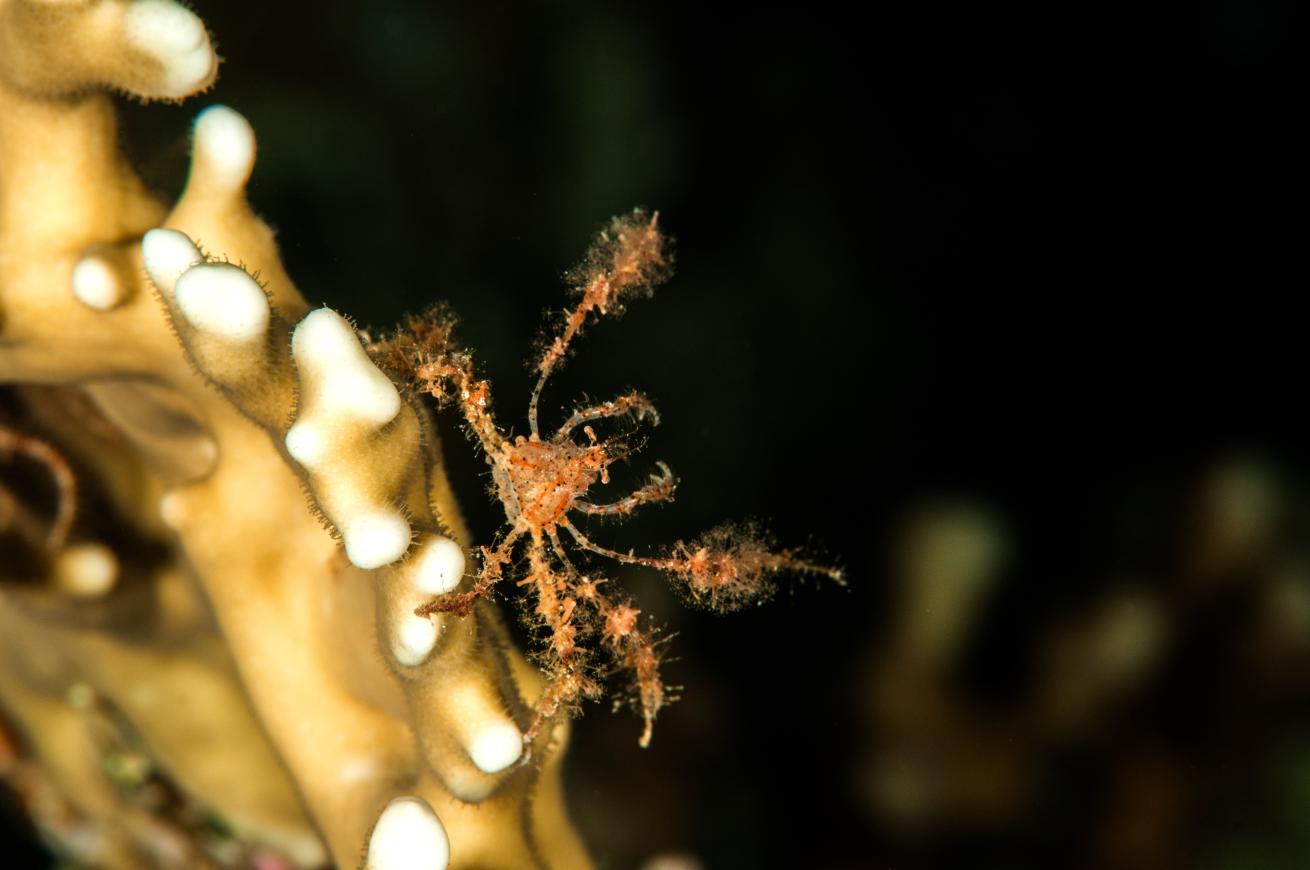 coral crab