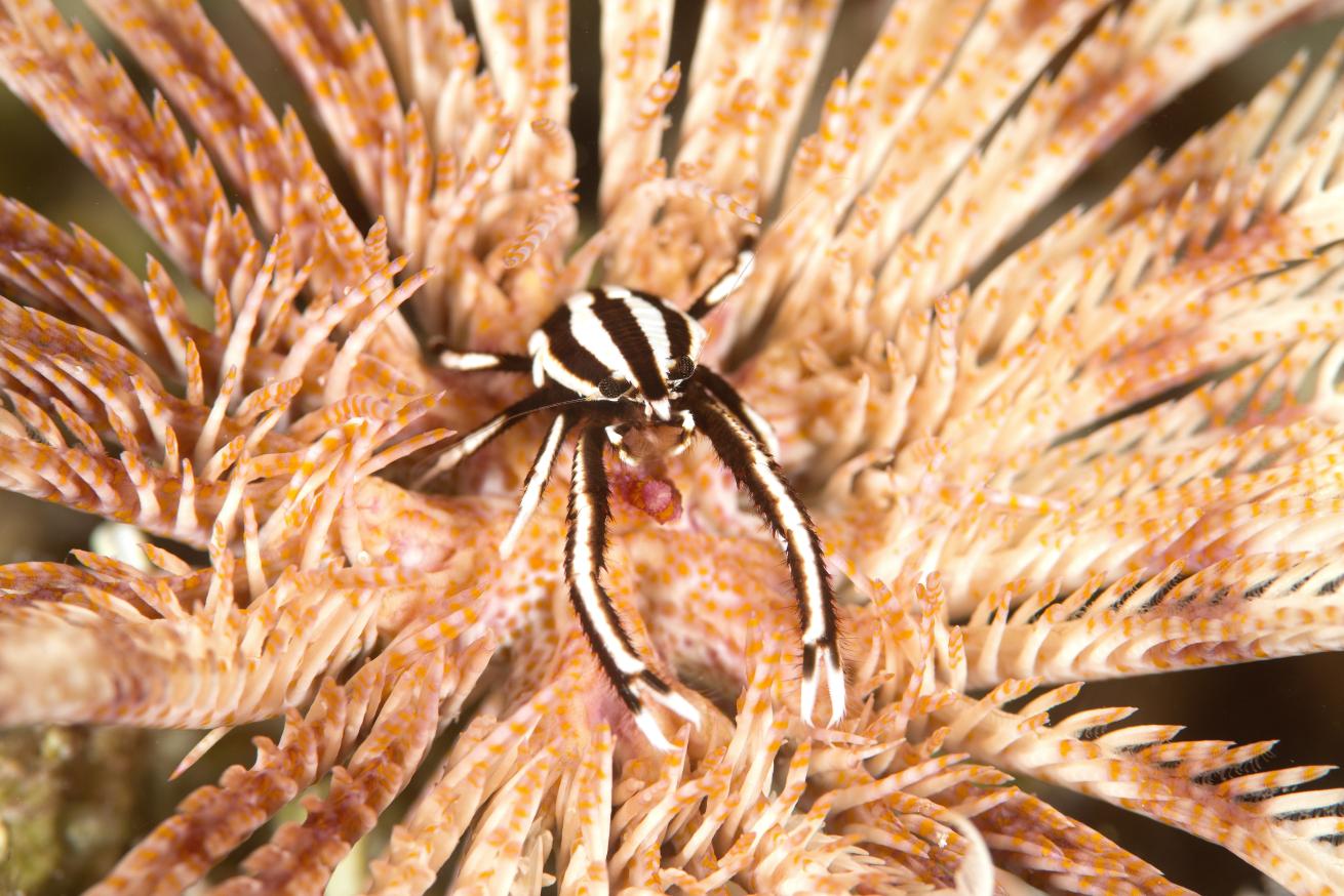 squat lobster