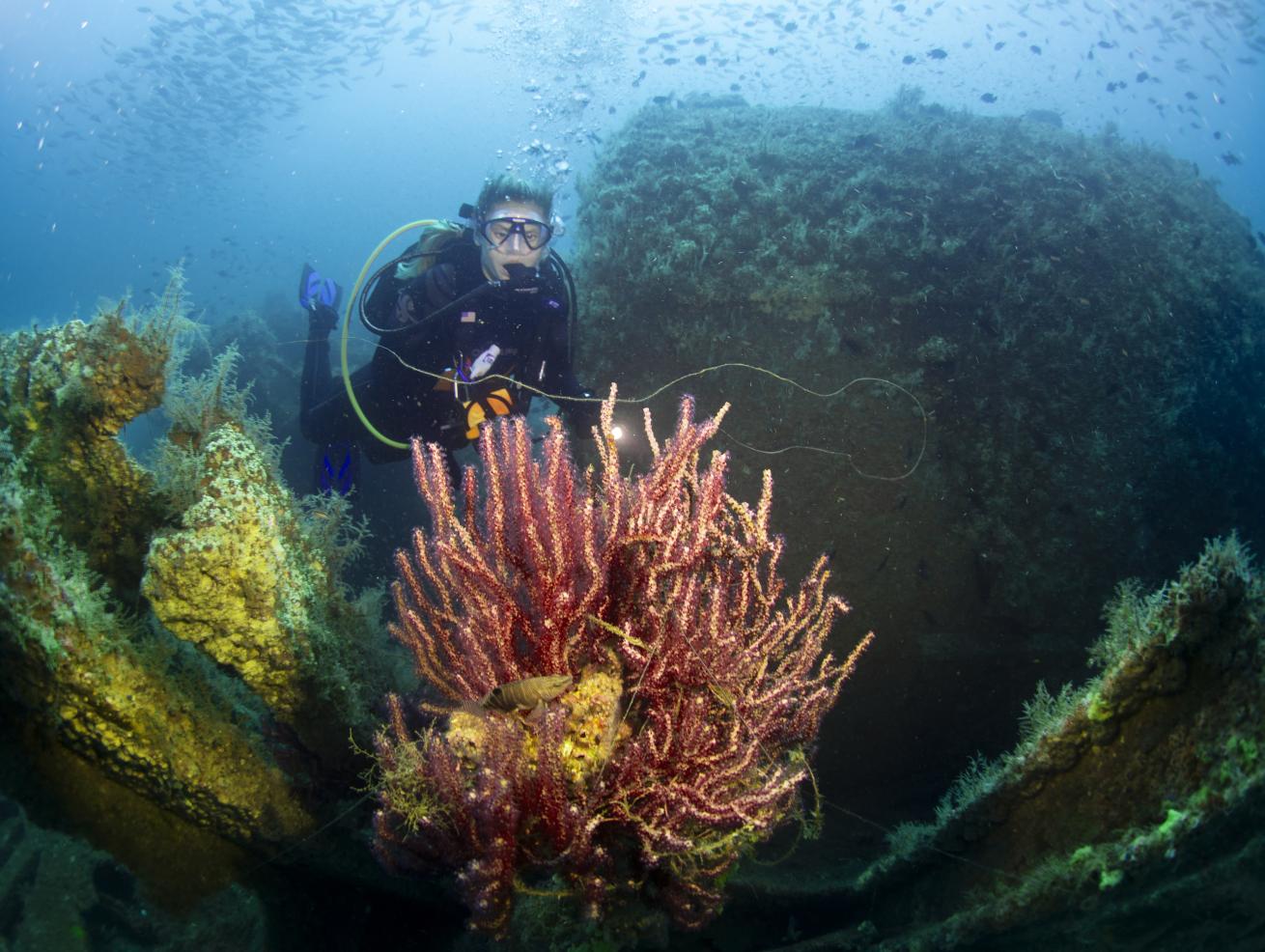 A female diver looking at coral