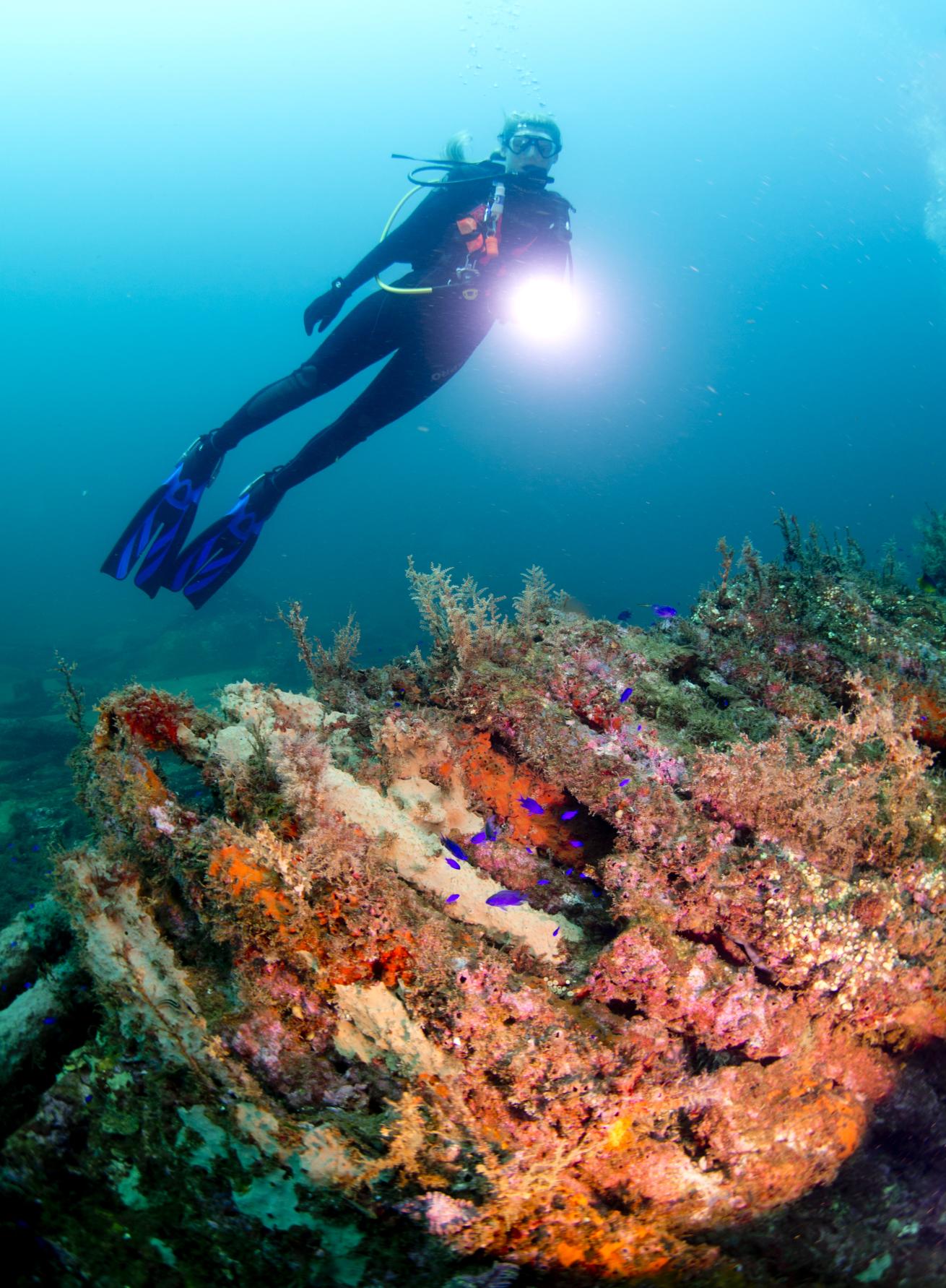 Female diver with flashlight examining coral cluster