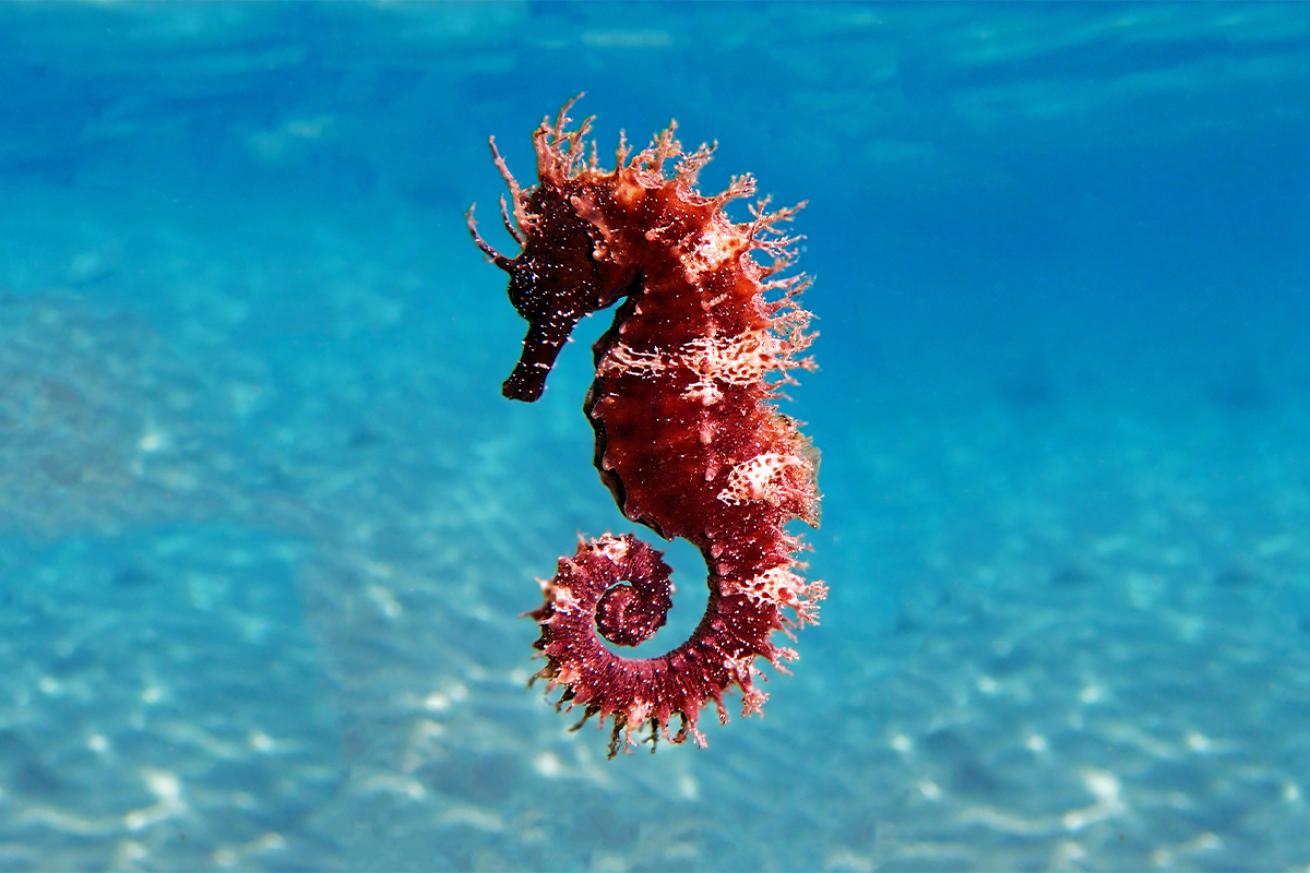 https://www.scubadiving.com/sites/default/files/styles/655_1x_/public/scuba/images/2023/04/seahorse_shutterstock.vojce_1438258328.jpg?itok=Z5JtkRHj