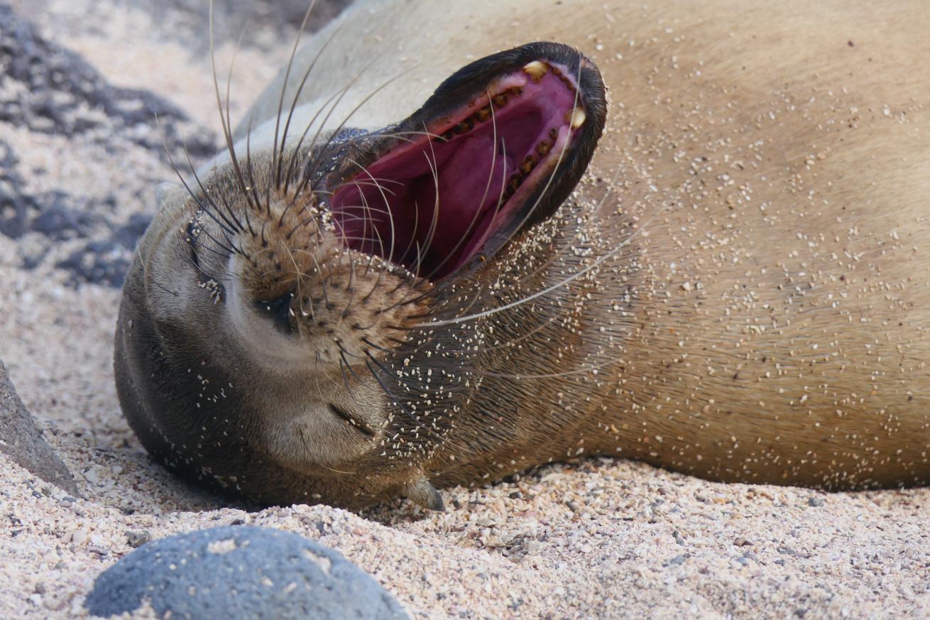 The Galapagos sea lion is the smallest of its kind and it is known for its charisma and playfulness. 