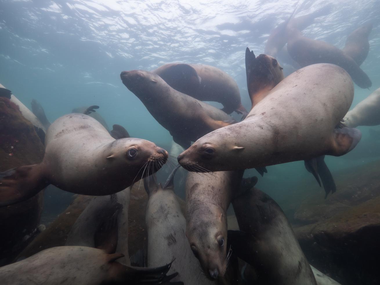 Sea lions swimming in British Columbia, Canada.