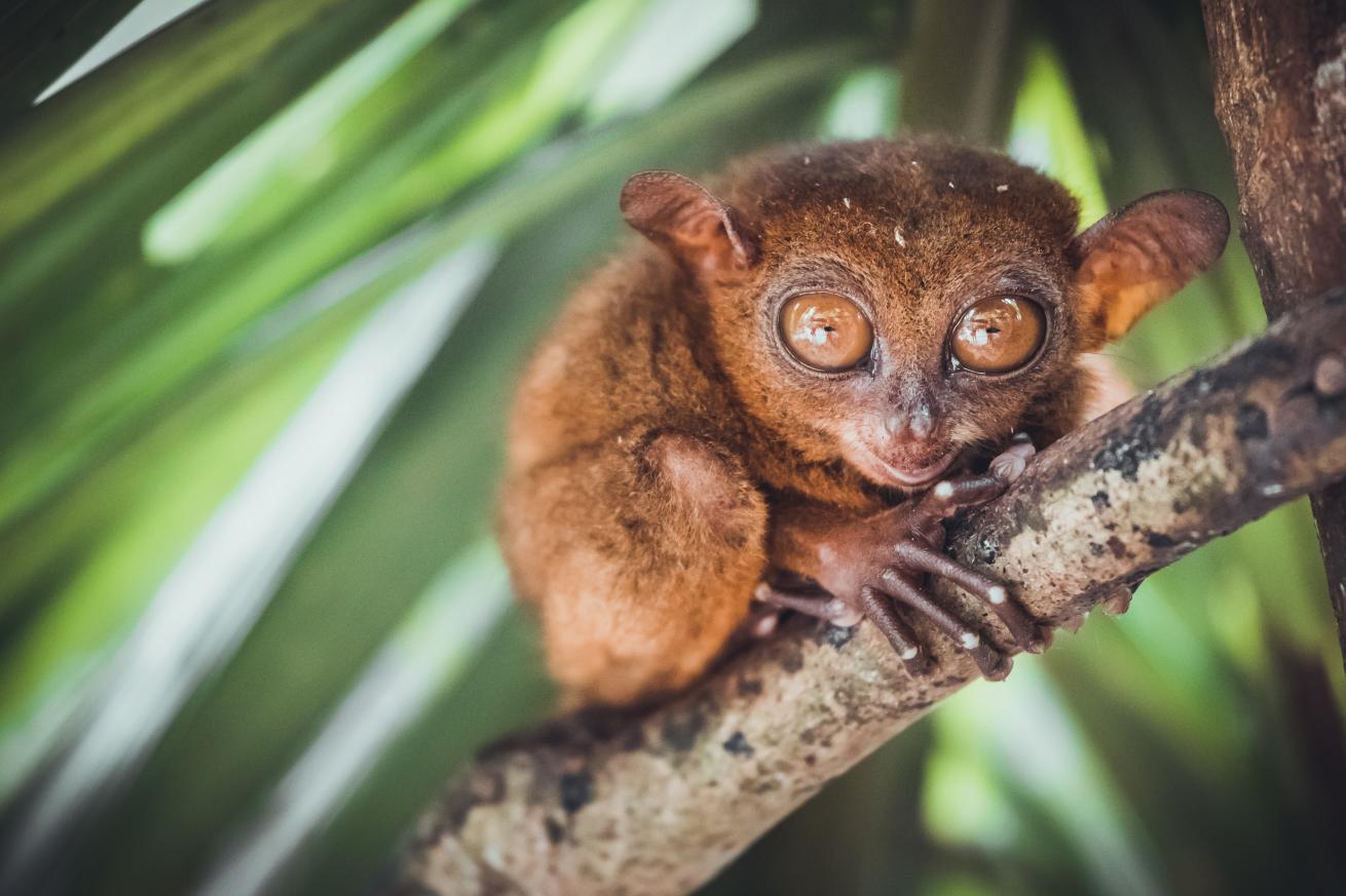 In Philippines, an endangered tarsier in Bohol Tarsier Sanctuary.