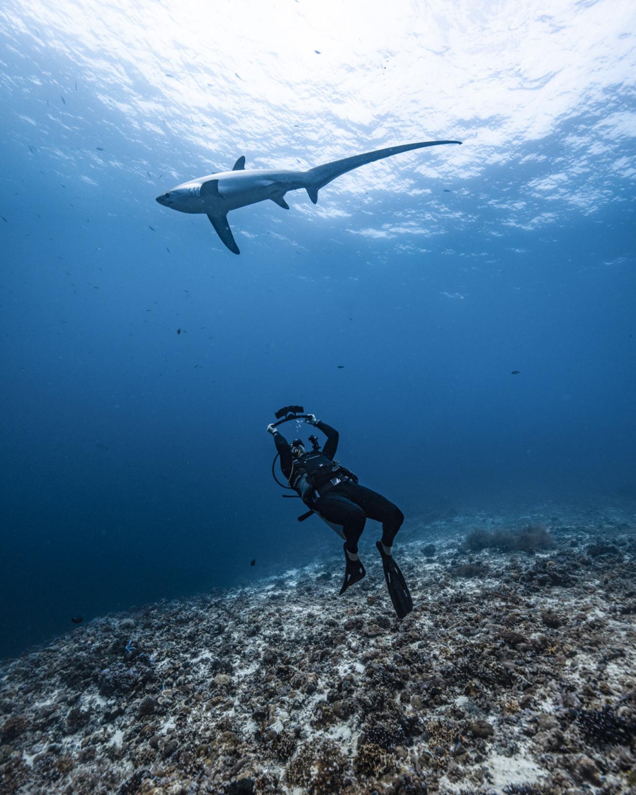 a diver photographs a thresher shark