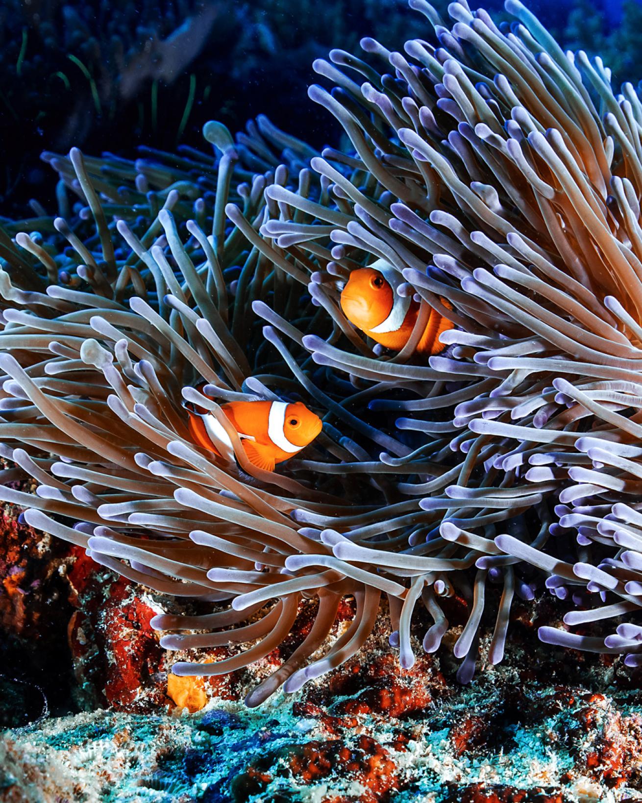 clown fish in anemone
